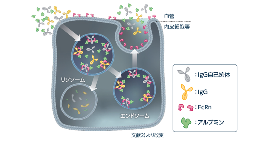 FcRn(胎児性FcRn受容体)は、IgG自己抗体を含むIgGの血中濃度を維持についての図