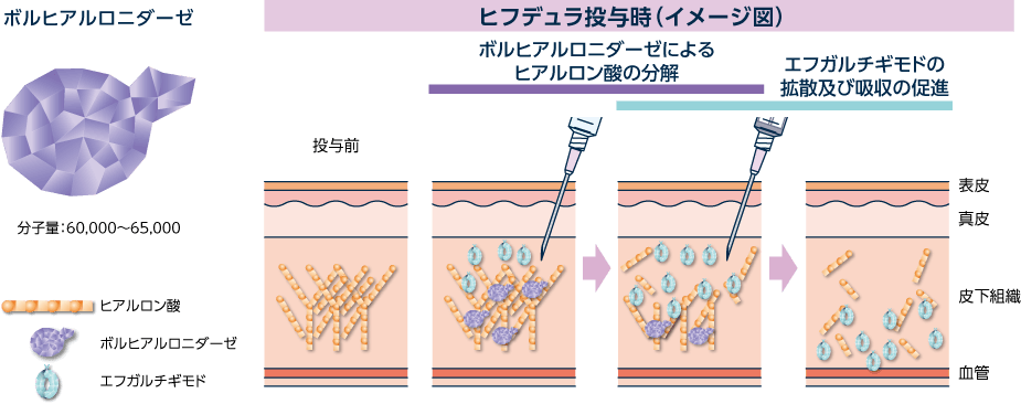 ボルヒアルロニダーゼのヒフデュラ投与時のイメージ図