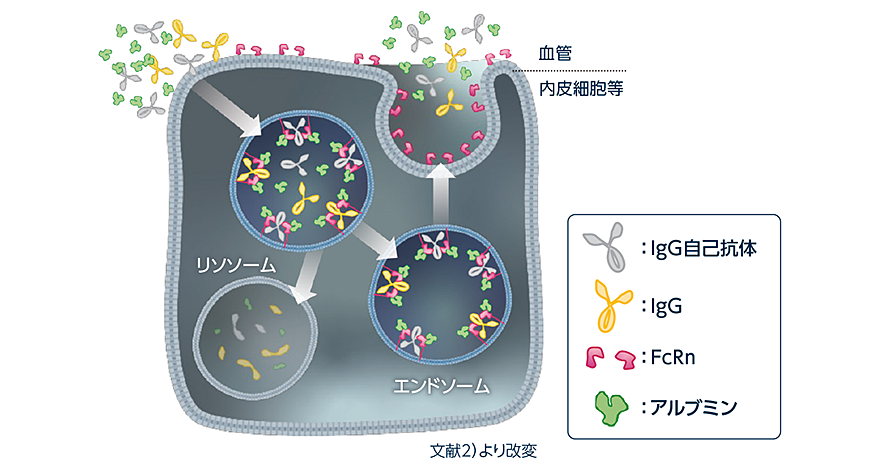胎児性Fc受容体（FcRn）は、IgG自己抗体を含むIgGとアルブミンの血中濃度を維持している図