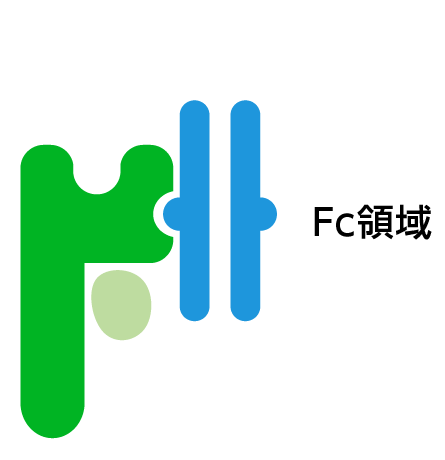 IgG1‐Fcフラグメントの図
