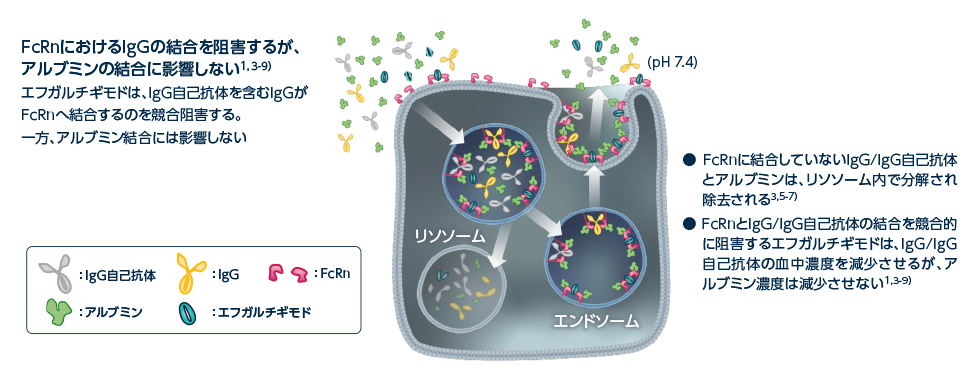 FcRnにおけるIgGの結合を阻害するが、アルブミンの結合に影響しない